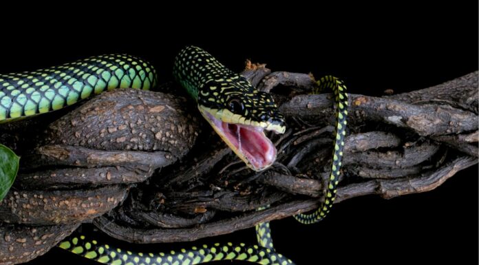 Scopri il serpente volante più grande del mondo
