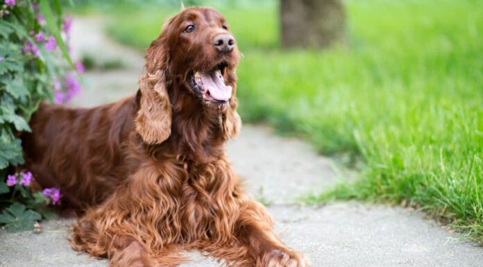 English Setter vs Irish Setter