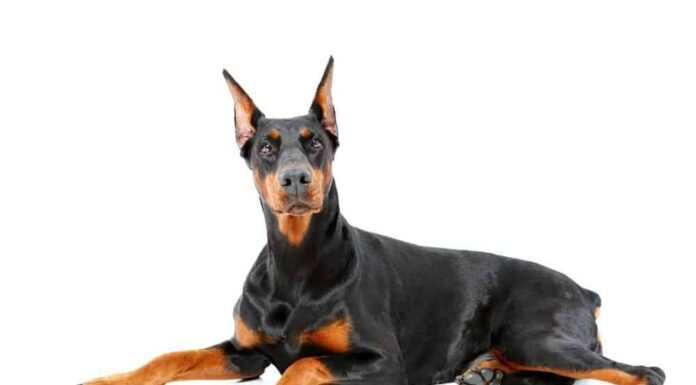Dobermann vs Malinois belga: quale scegliere?
