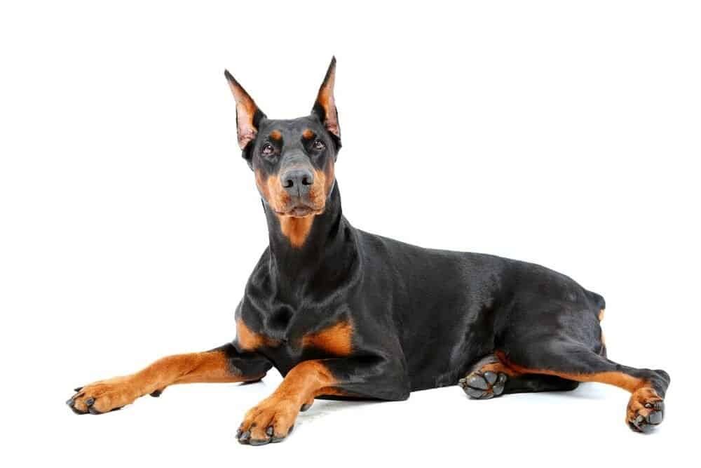 Dobermann vs Malinois belga: quale scegliere?