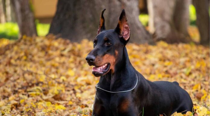 Pinscher tedesco vs dobermann: c'è differenza?
