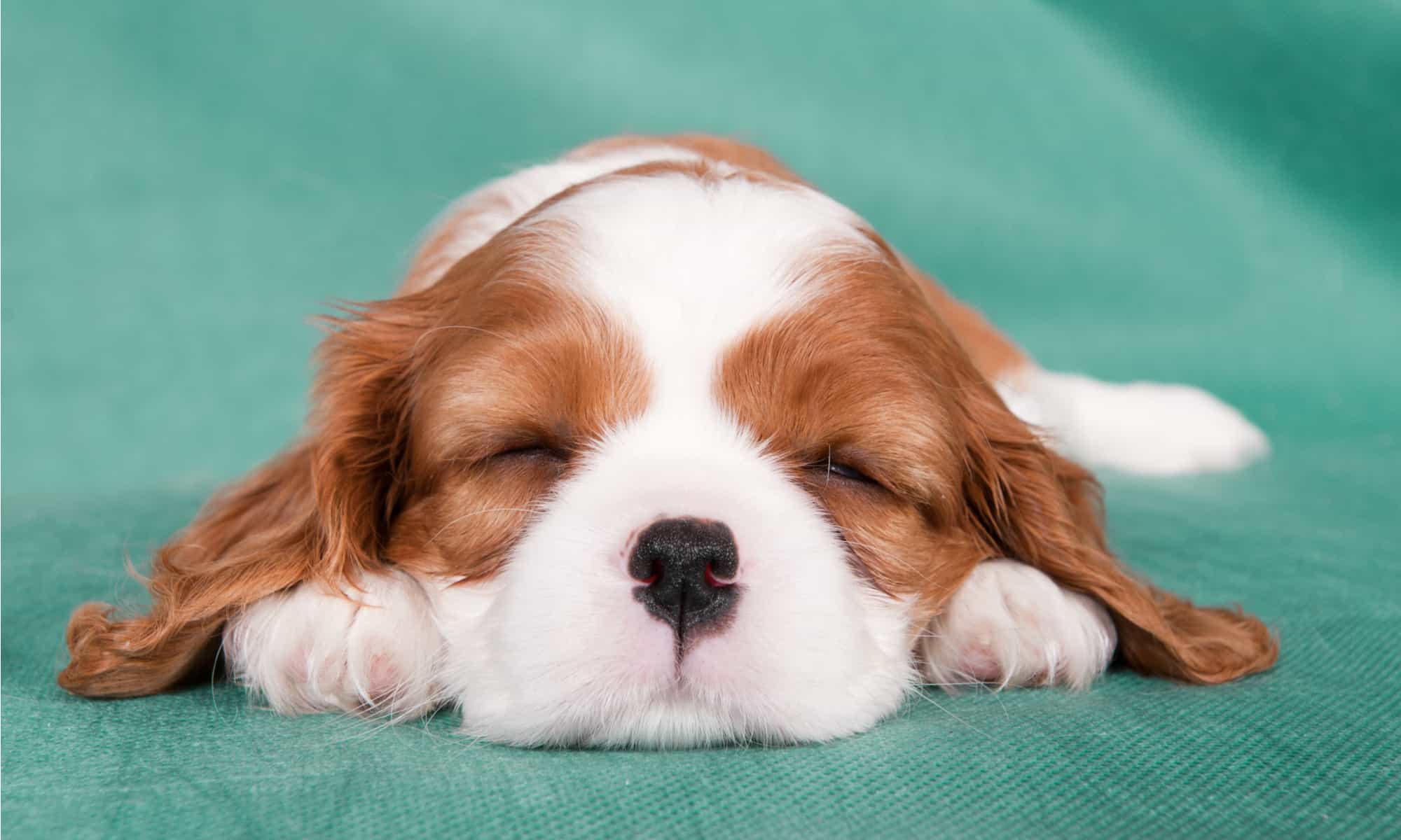 King Charles Spaniel vs Cavalier King Charles Spaniel: 5 differenze