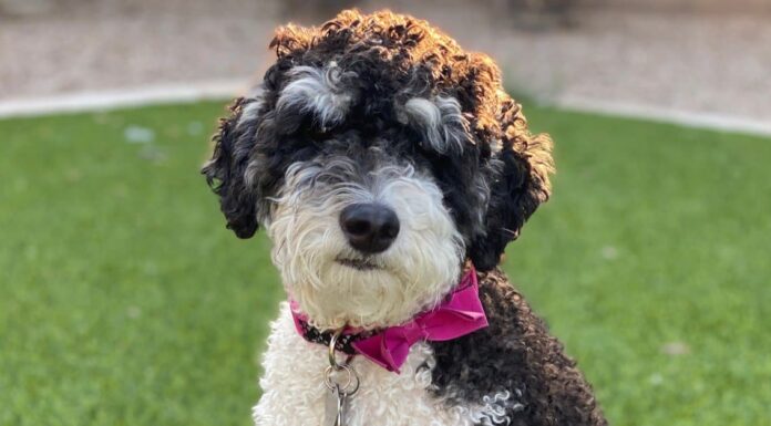 F1 vs F1B vs F2 Bernedoodles