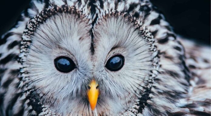  Fai la cacca ai gufi!  Tutto quello che hai sempre voluto sapere!
