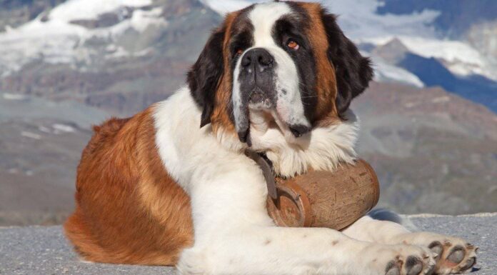 I 20 migliori cani tricolore
