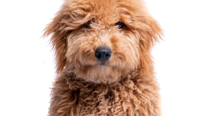 Sheepadoodle vs Goldendoodle: qual è la differenza?
