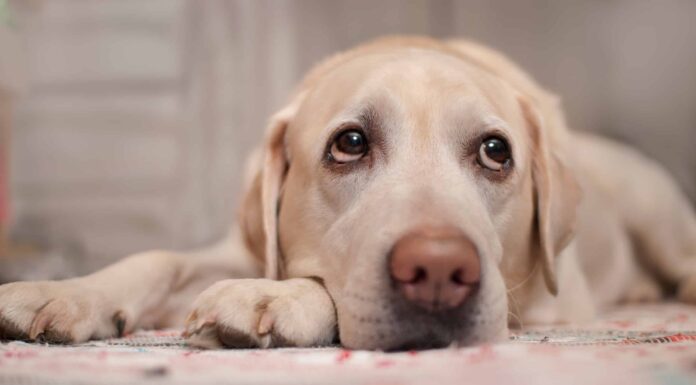 Dare al tuo cane la melatonina: rischi, effetti collaterali, dosaggio e altro
