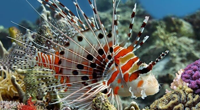 Scorfano vs pesce leone: quali sono le differenze?
