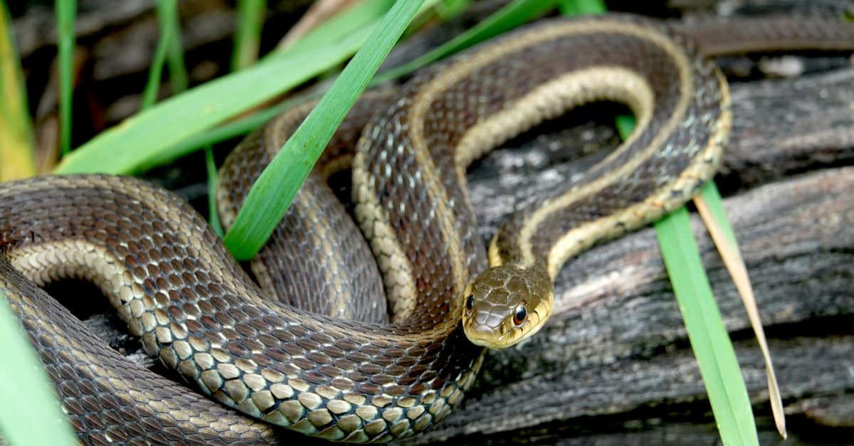 eastern coachwhips are common snakes in South Carolina, with the exception of the mountainous regions
