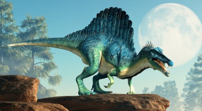 8 dinosauri con creste
