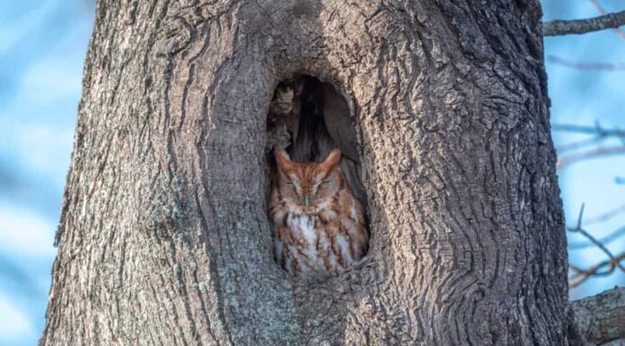 Come dormono i gufi?
