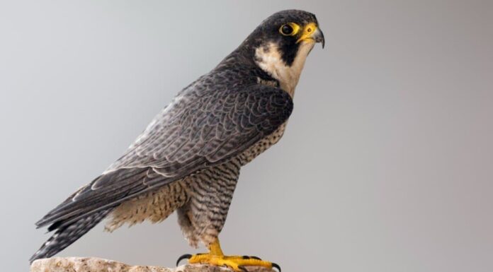 Quali uccelli hanno gli artigli più grandi?
