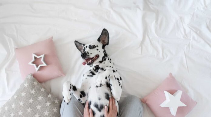 Pancia strofinata: perché i cani li adorano così tanto
