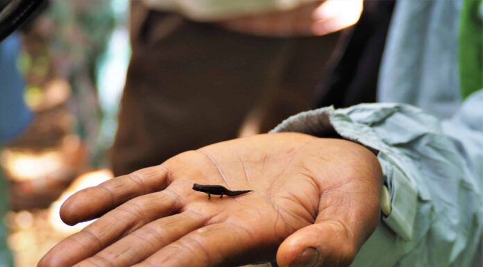 9 rettili più piccoli del mondo
