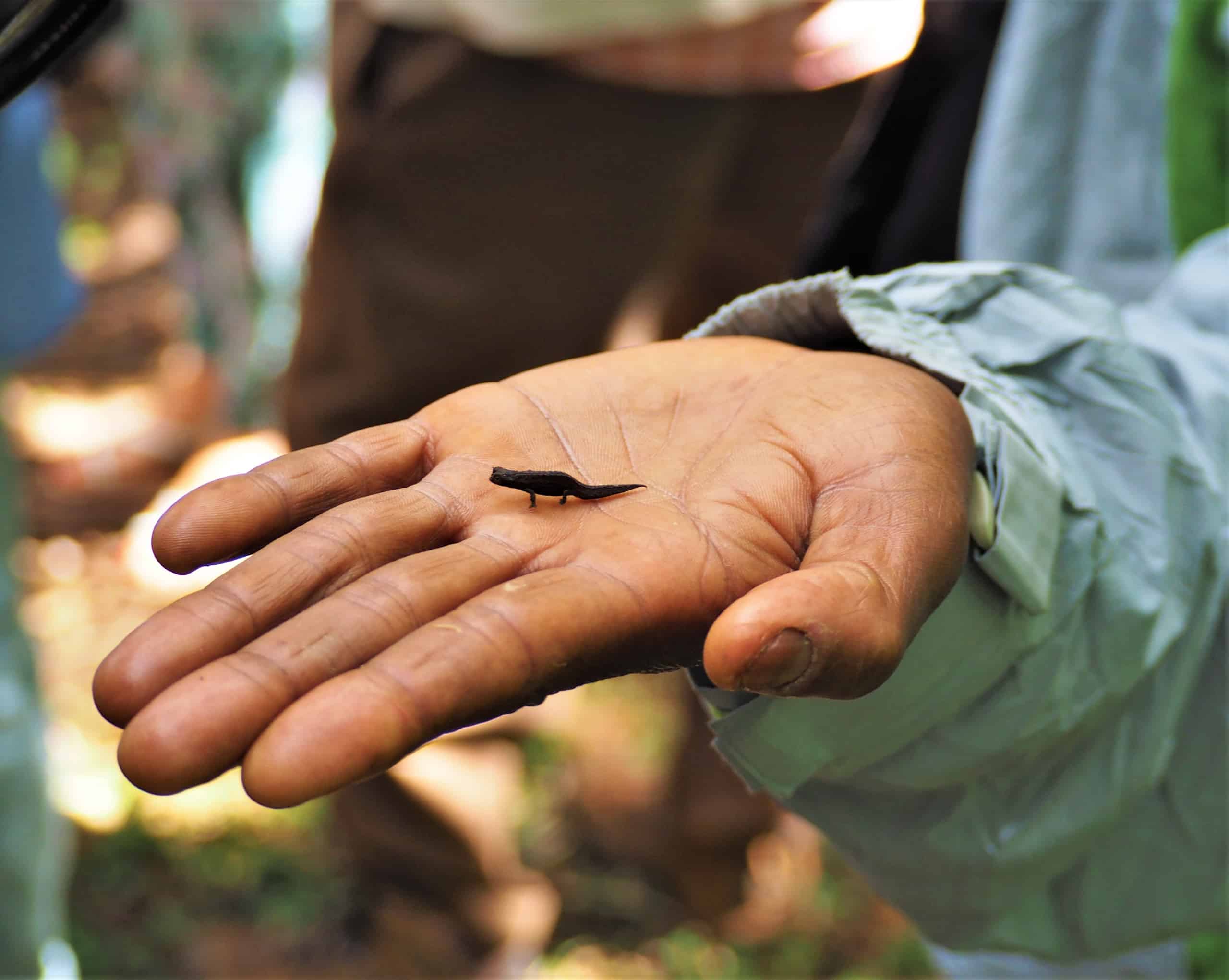 9 rettili più piccoli del mondo