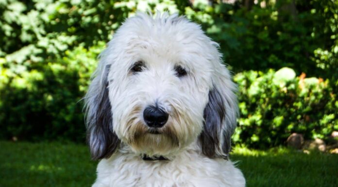 Sheepadoodle vs Bernedoodle