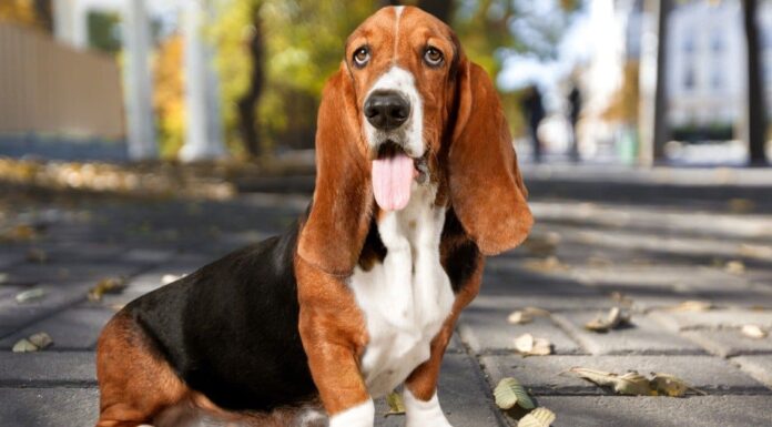 American vs European Basset Hound