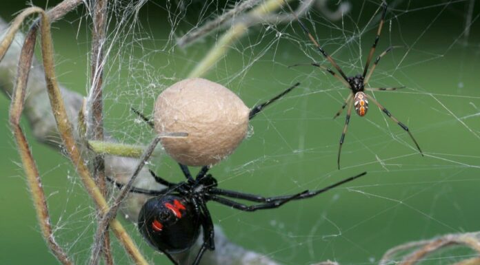 Grey House Spider (Badumna longinqua)