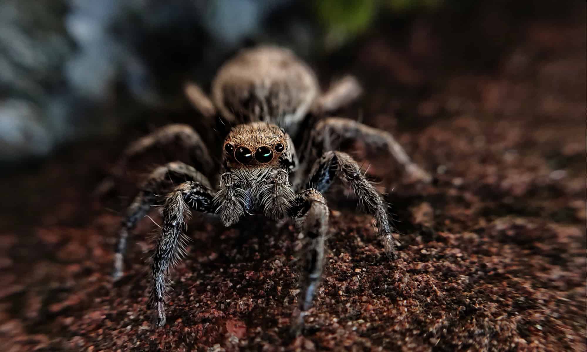 Mediterranean recluse spider