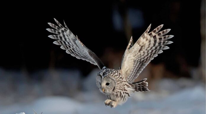 Gufi contro corvi: brillante battaglia tra uccelli!
