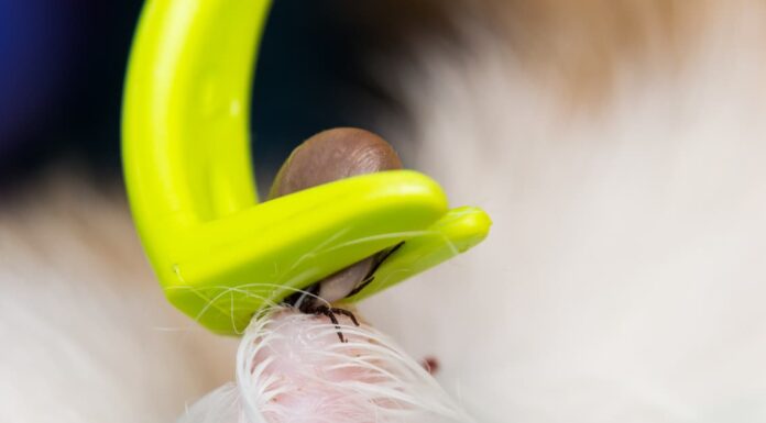 Come togliere le zecche dal tuo corpo e dal tuo giardino
