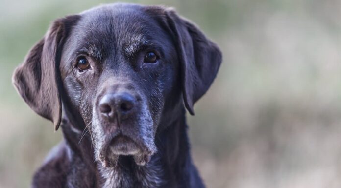 Chesapeake Bay Retriever vs Labrador Retriever: qual è la differenza?
