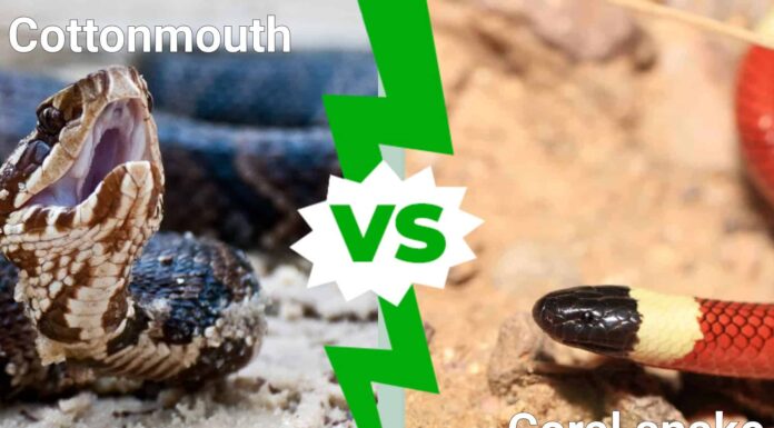 The eastern coral snake has a black snout followed by a band of yellow, then black, then yellow or white, then red, then yellow then black all the way down to the tail.