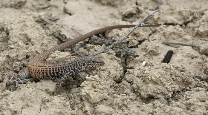 banded rock lizard