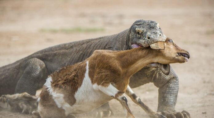 Komodo Dragon vs Bear: chi vincerebbe in un combattimento?
