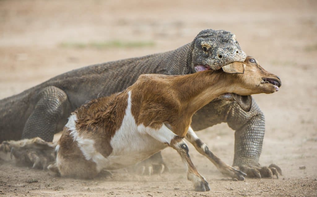 Komodo Dragon vs Bear: chi vincerebbe in un combattimento?