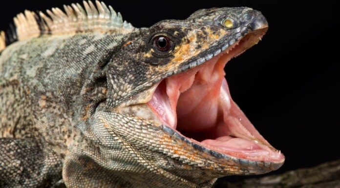 Iguane VS Komodo Dragons: differenze per distinguerli
