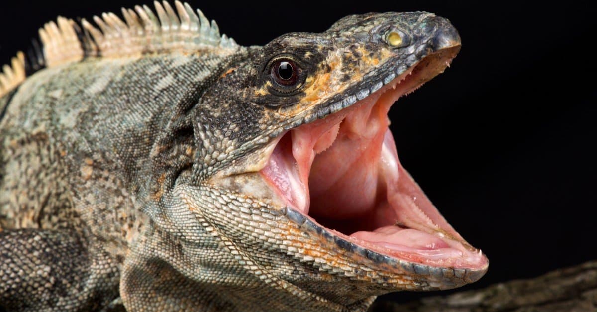 Iguane VS Komodo Dragons: differenze per distinguerli