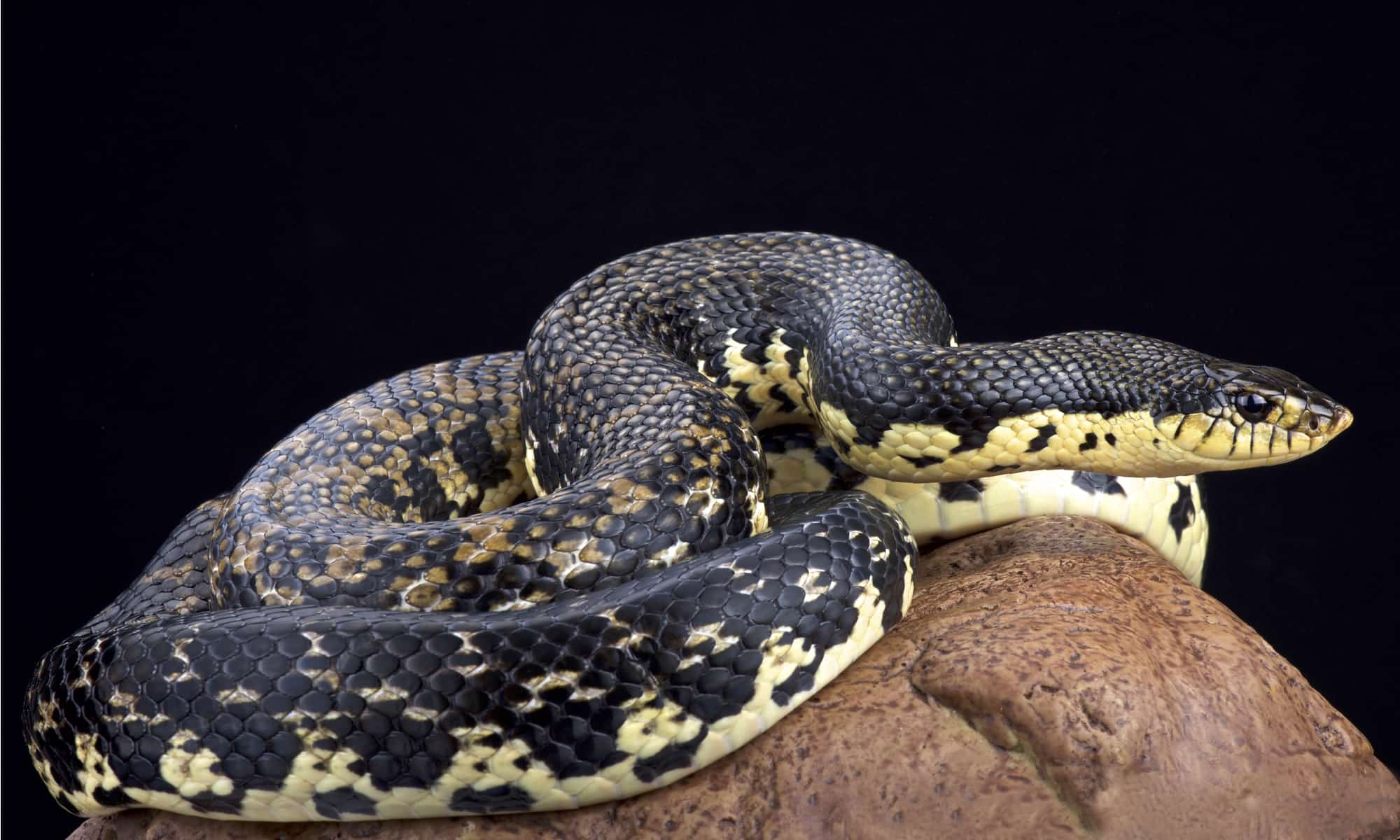 Closeup of a western hognose snake, Heteroden nasicus, on old wood of a tree. The snake has a brown or tan body with 35 to 40 darker splotches as camouflage.