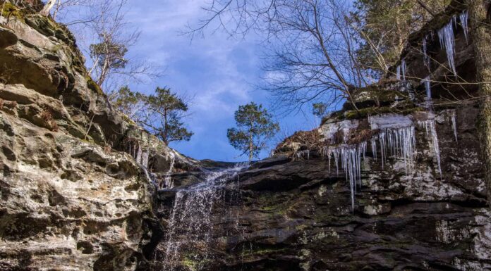 8 tipi di habitat e gli animali che li chiamano casa
