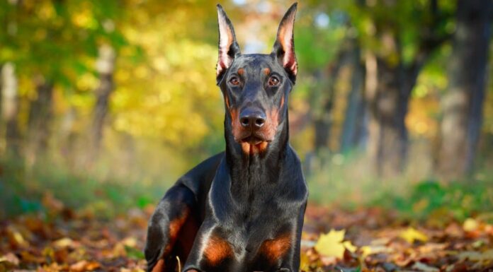 Weimaraner vs Dobermann: 5 differenze chiave
