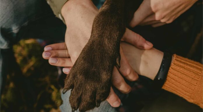 Se il tuo cane continua a metterti la zampa addosso, ecco perché
