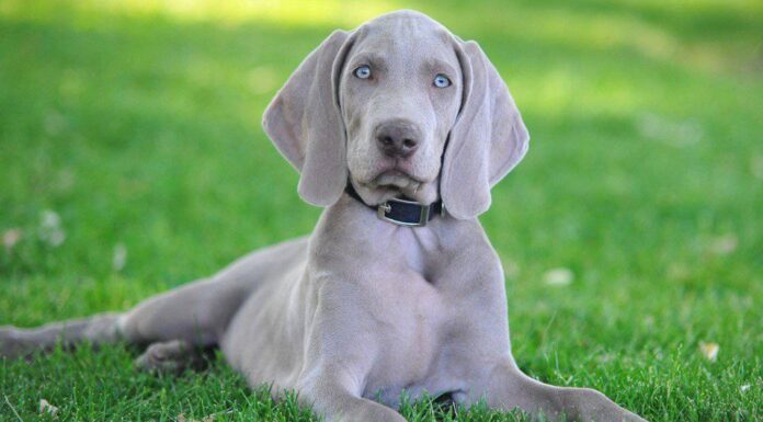 Vizsla vs Weimaraner: qual è la differenza?

