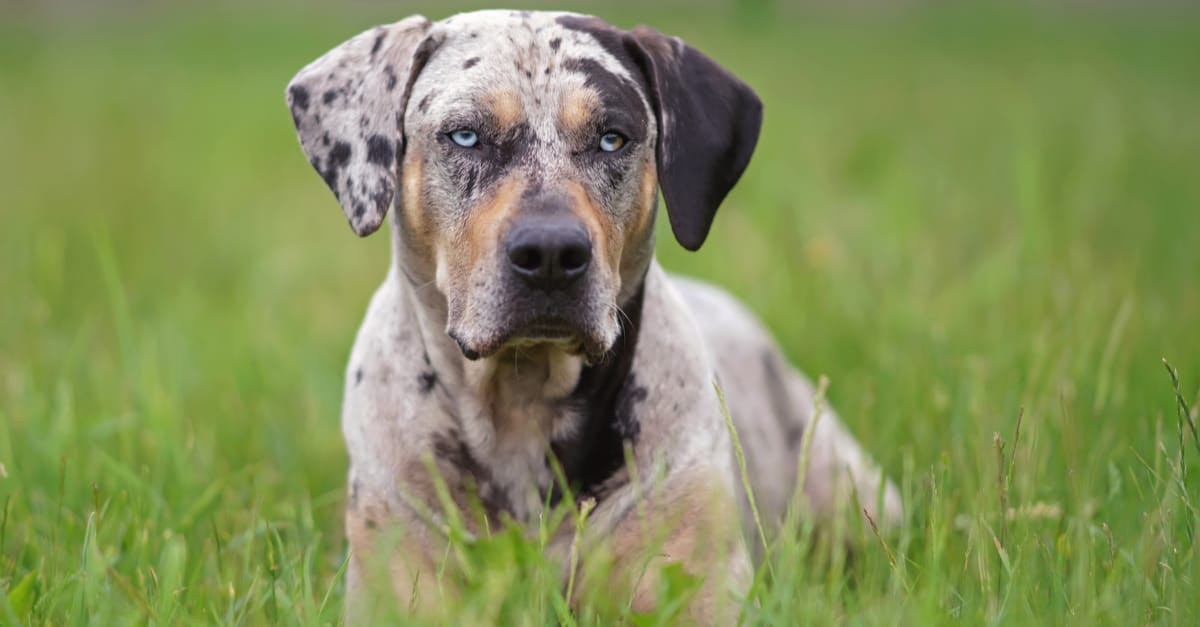 Catahoula leopard standing in garden