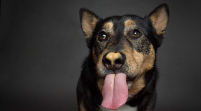 Catahoula Leopard Dog vs pastore tedesco: quali sono le loro differenze?
