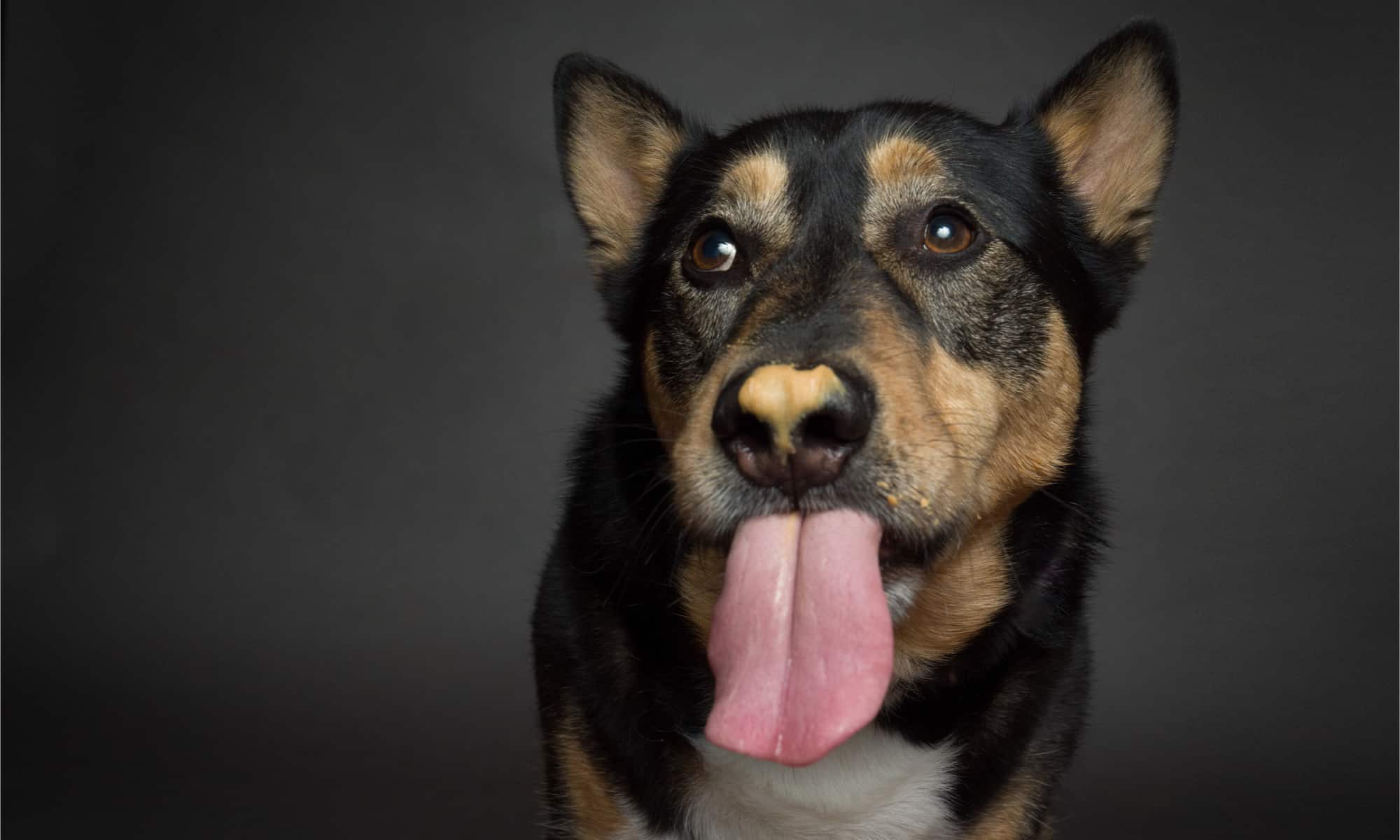 Catahoula Leopard Dog vs pastore tedesco: quali sono le loro differenze?