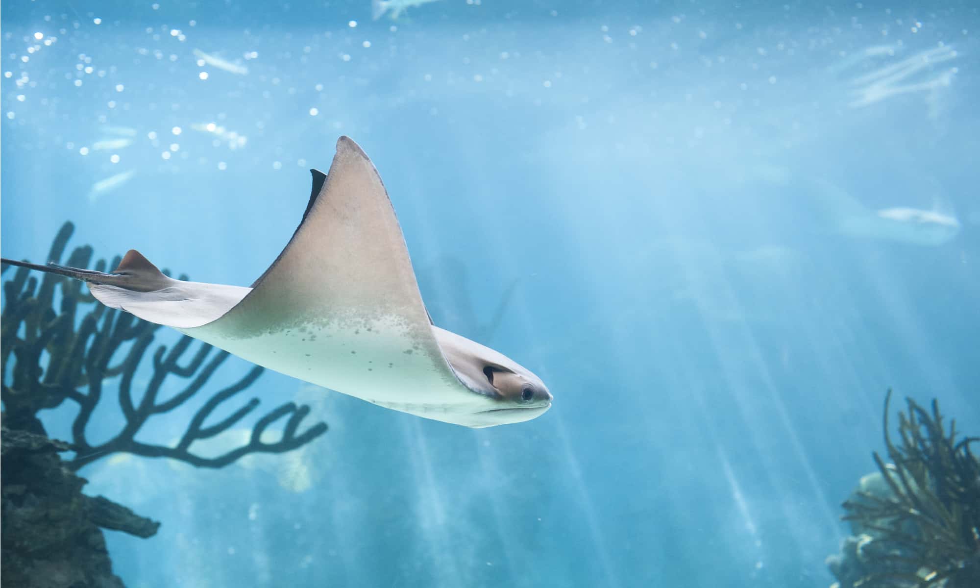 Skate vs Manta Ray: quali sono le differenze?