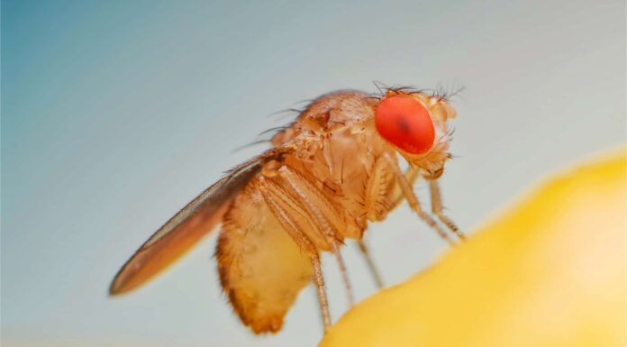  Moscerini della frutta nel tuo scarico?  4 trappole per sbarazzarsene
