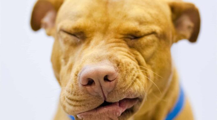 Perché i cani invertono lo starnuto e come fermarlo
