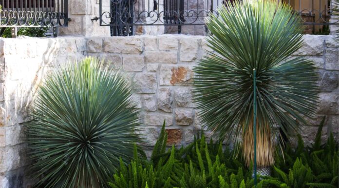 Quali piante tengono lontani i serpenti Copperhead?
