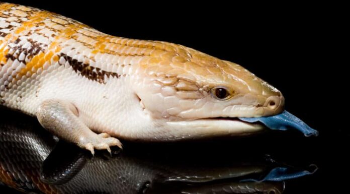 Cosa mangiano gli scinchi dalla lingua blu?
