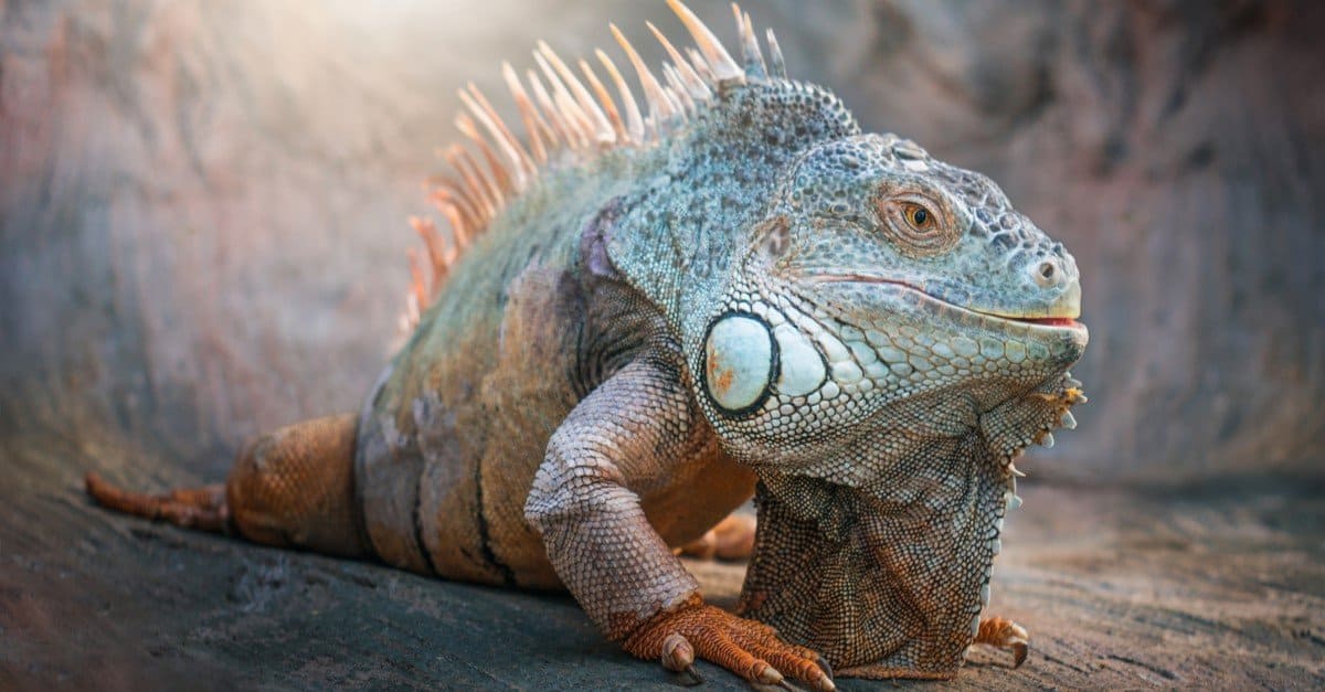 Drago barbuto vs iguana: 5 differenze chiave