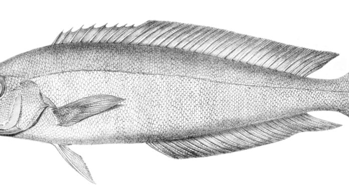 Coregone dell'oceano
