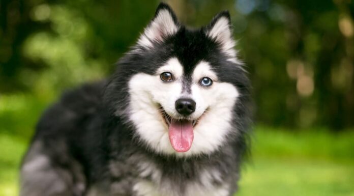 Alaskan Klee Kai vs Alaskan Husky: le principali differenze
