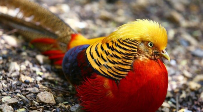 Fagiano contro pollo: le differenze chiave
