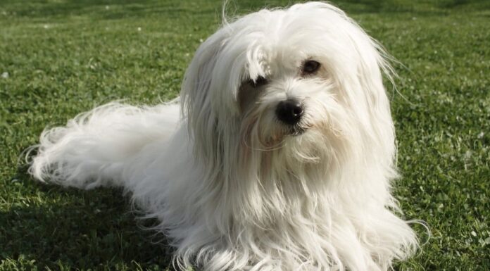 Coton De Tulear vs Havanese: qual è la differenza?
